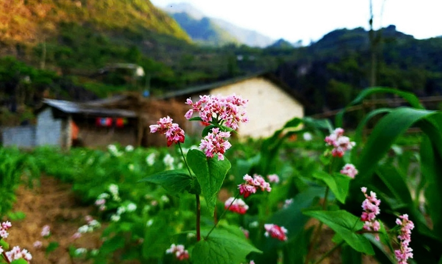 Lung linh mùa hoa biên ải